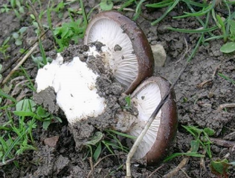 480 Ottobre vecchio ritrovamento